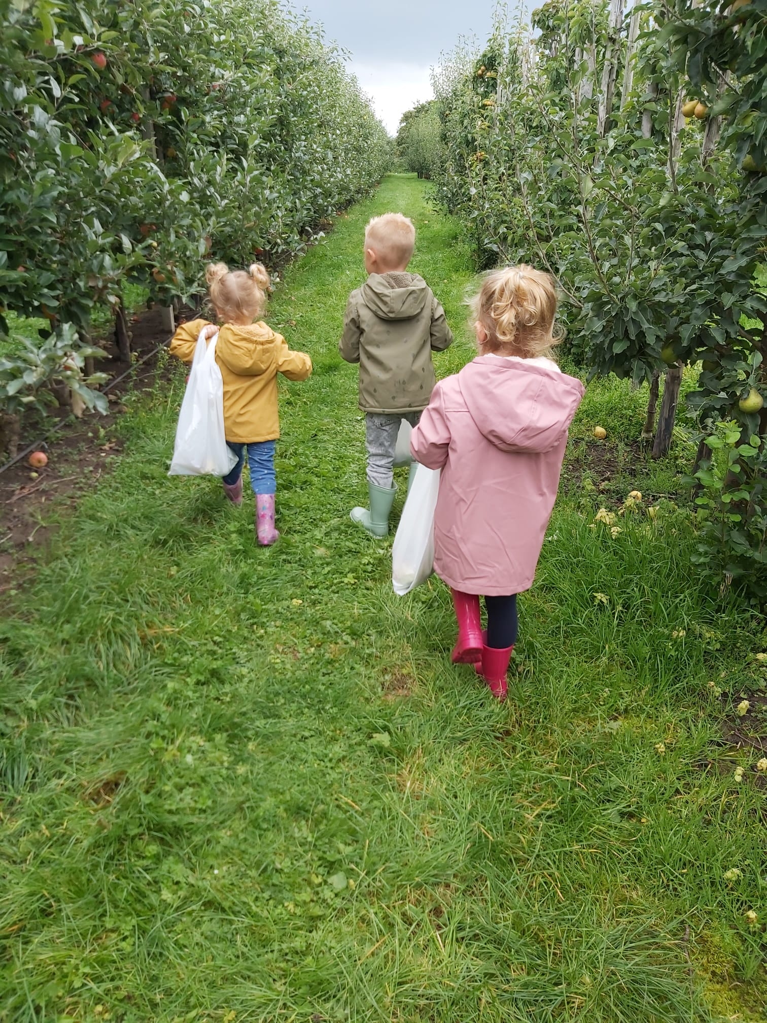 Kinderen plukken zelf hun appels
